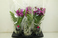 Vanda Tayanee Cerise