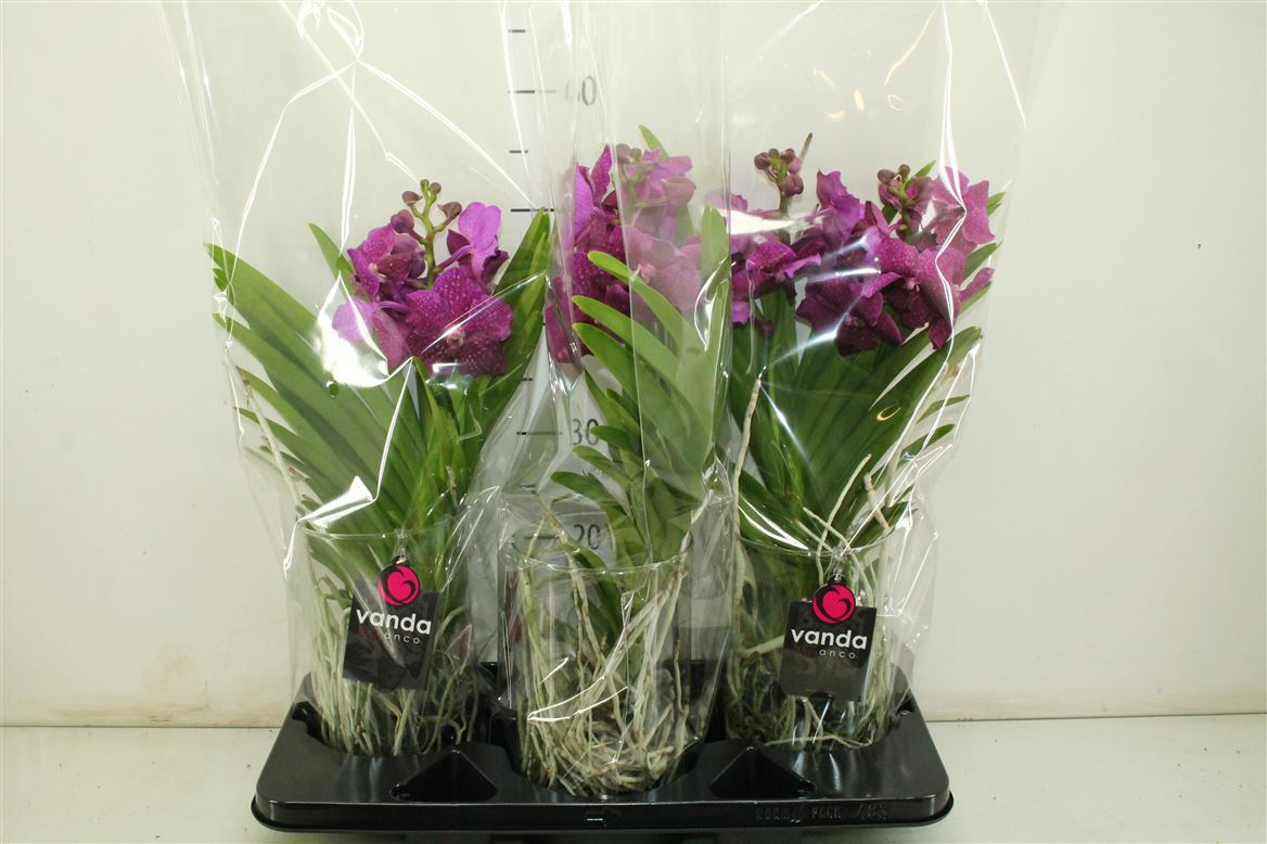 Vanda Tayanee Cerise