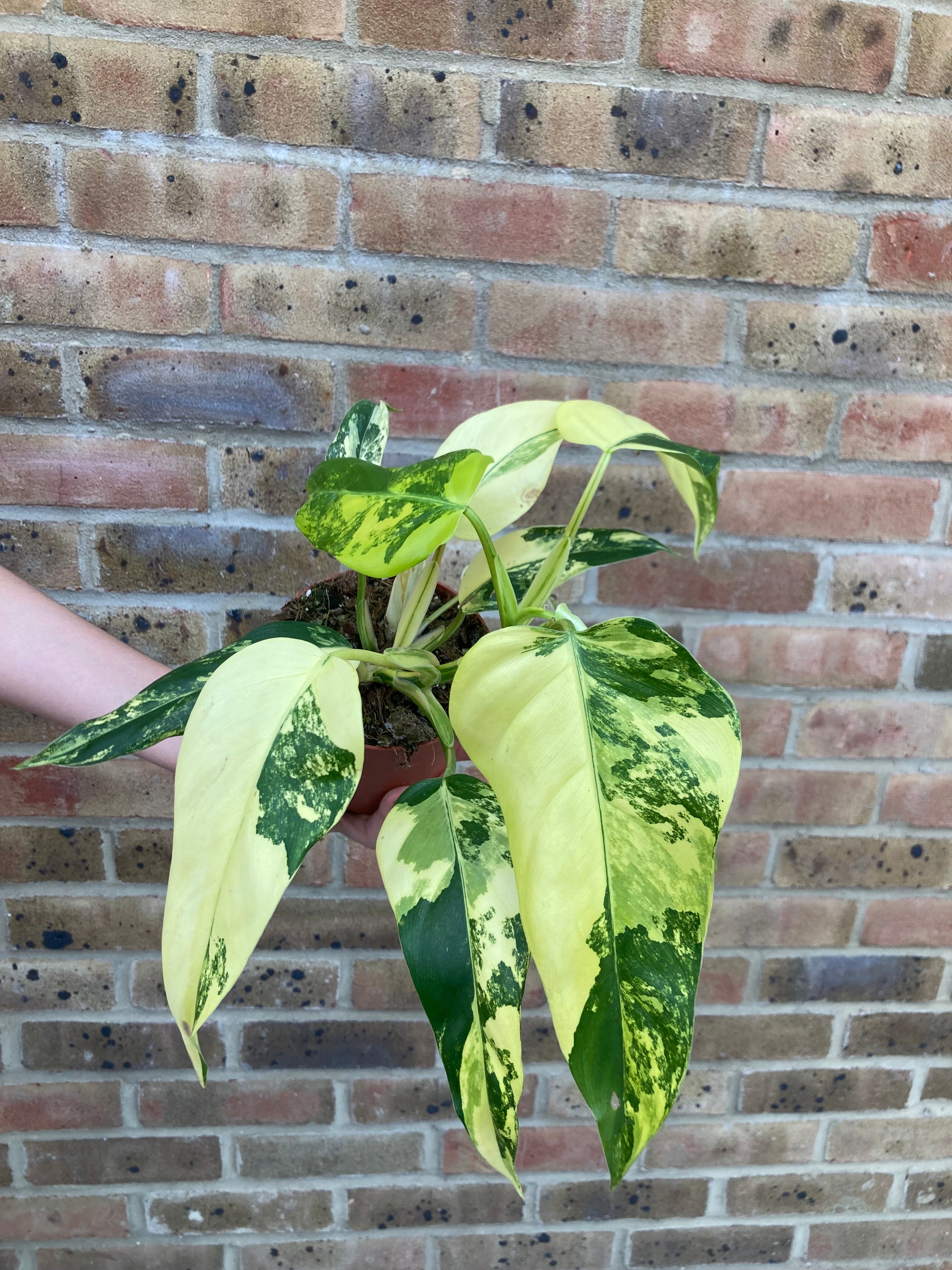 Philodendron Mango Shake Var (Growers Choice)