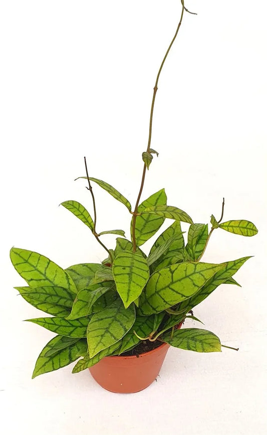 Hoya callistophylla