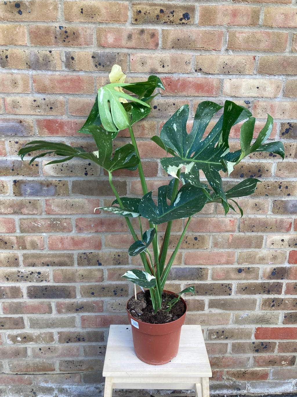 Monstera Thai Constellation