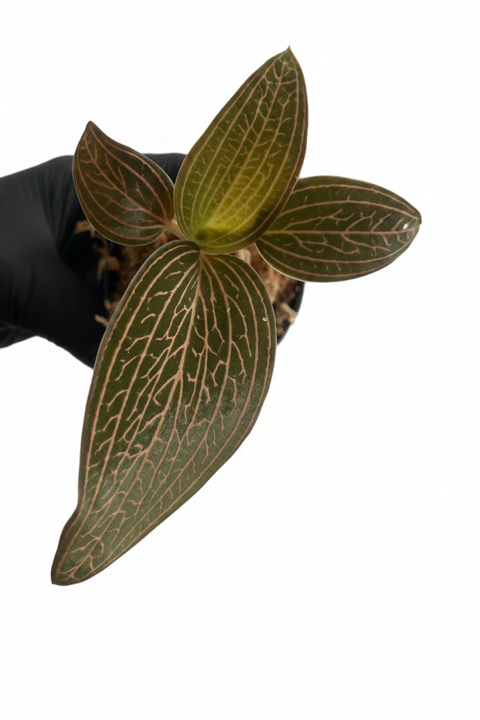 Anoectochilus roxburghii × Ludisia discolor