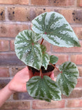 Begonia Temuyuk Silver