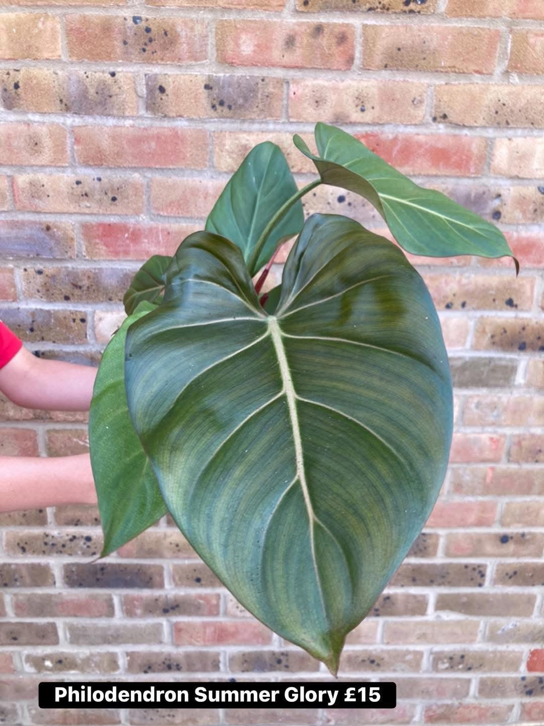 Philodendron Summer Glory