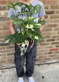 Monstera Adansonii Variegated