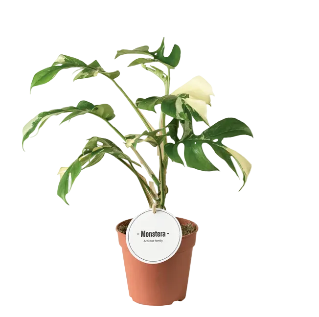 Rhaphidophora tetrasperma variegata