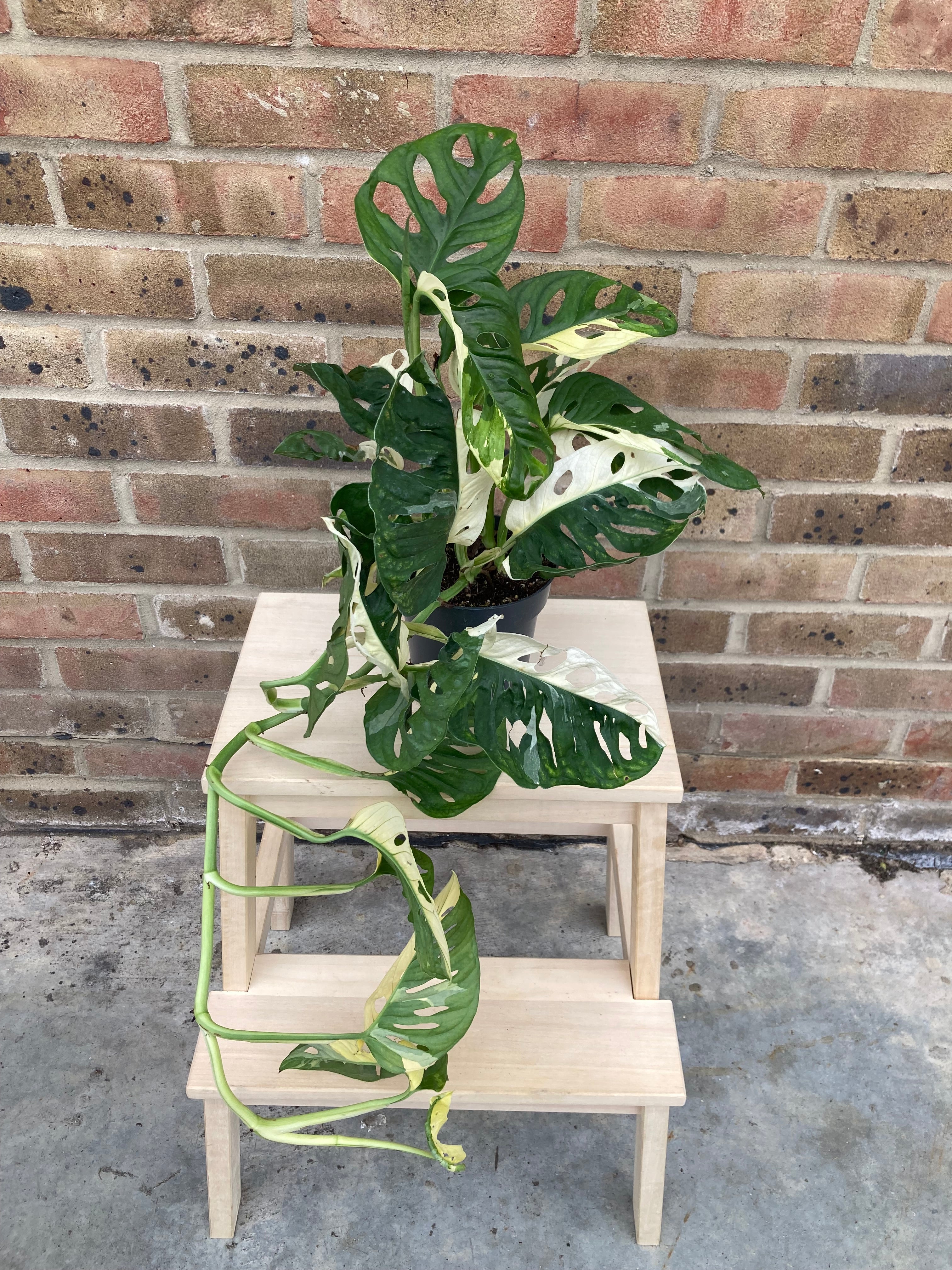 Monstera Adansonii Variegated