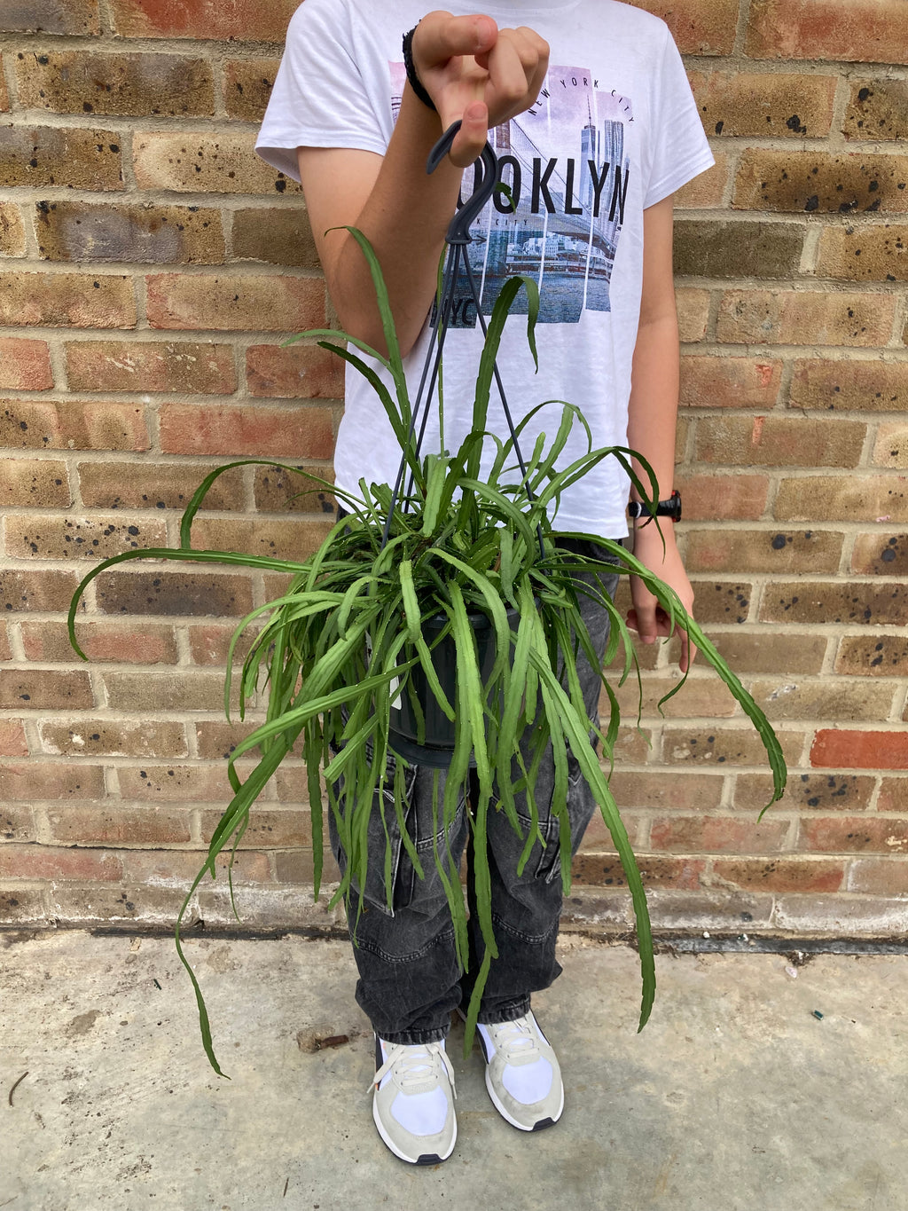 Lepismium Bolivianum