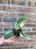 Philodendron Gloriosum Var. (Growers choice)