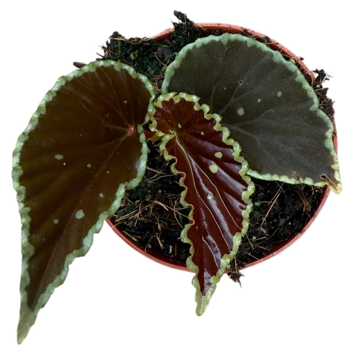 Begonia darthvaderiana 'Green Spots'