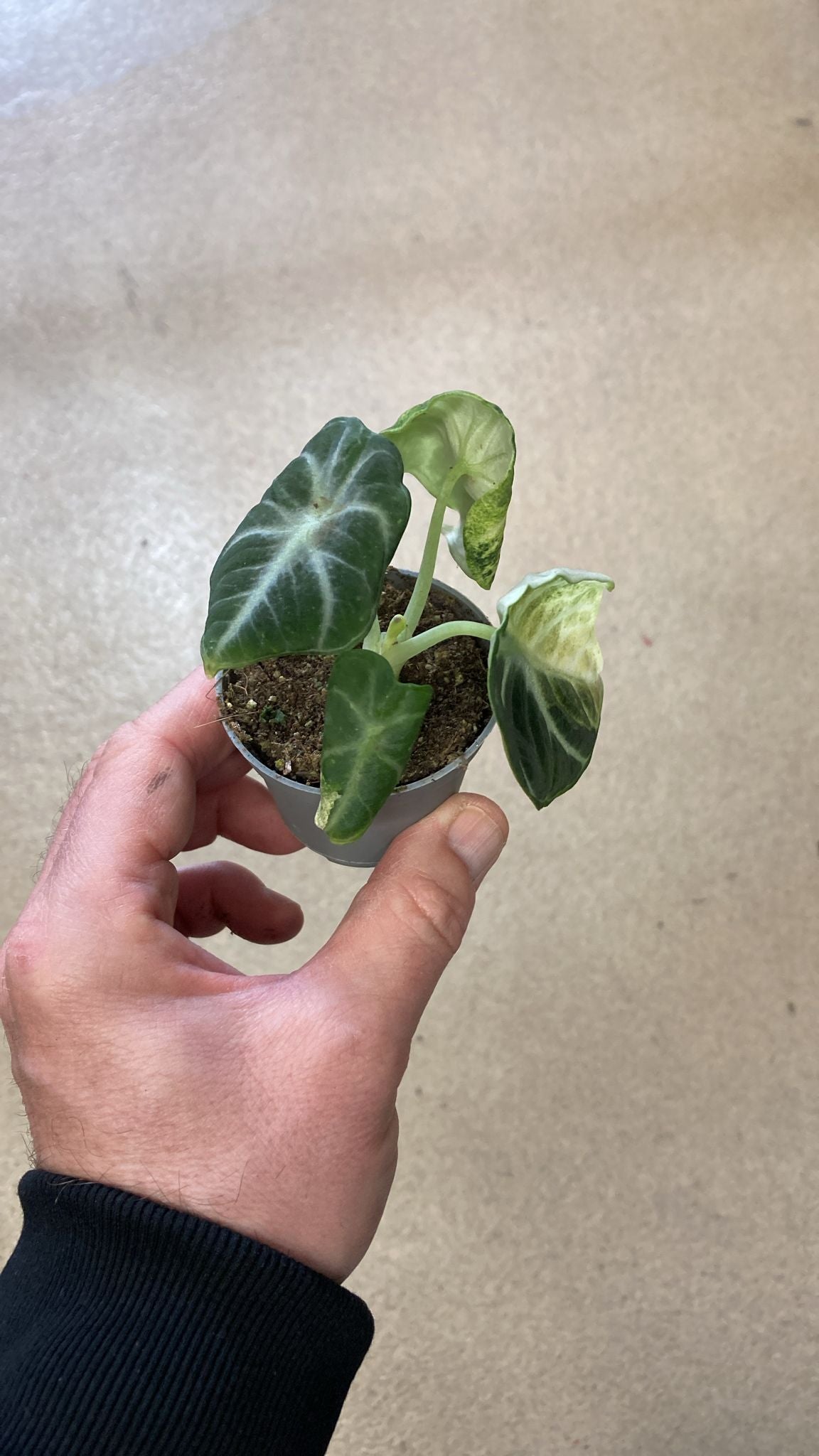 Alocasia Ninja Variegated
