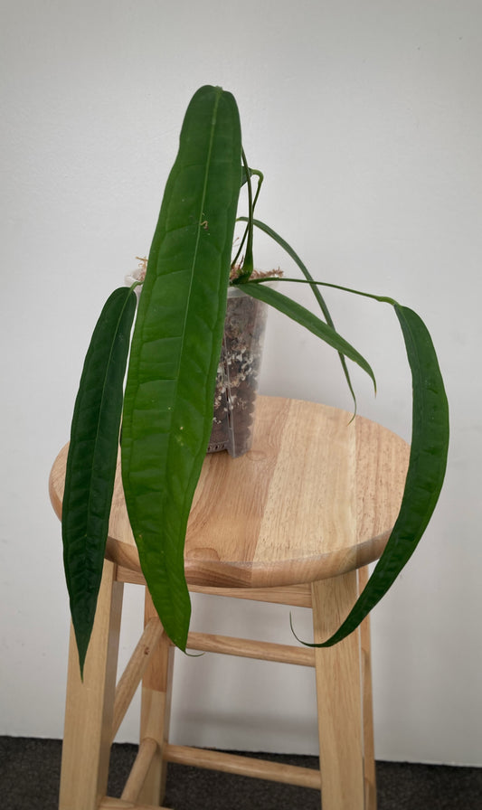Anthurium Lutheri