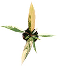 Philodendron Caramel Marble