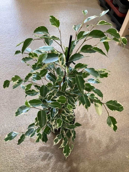 Ficus Benjamina Var.