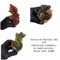 Terrarium Mystery Box