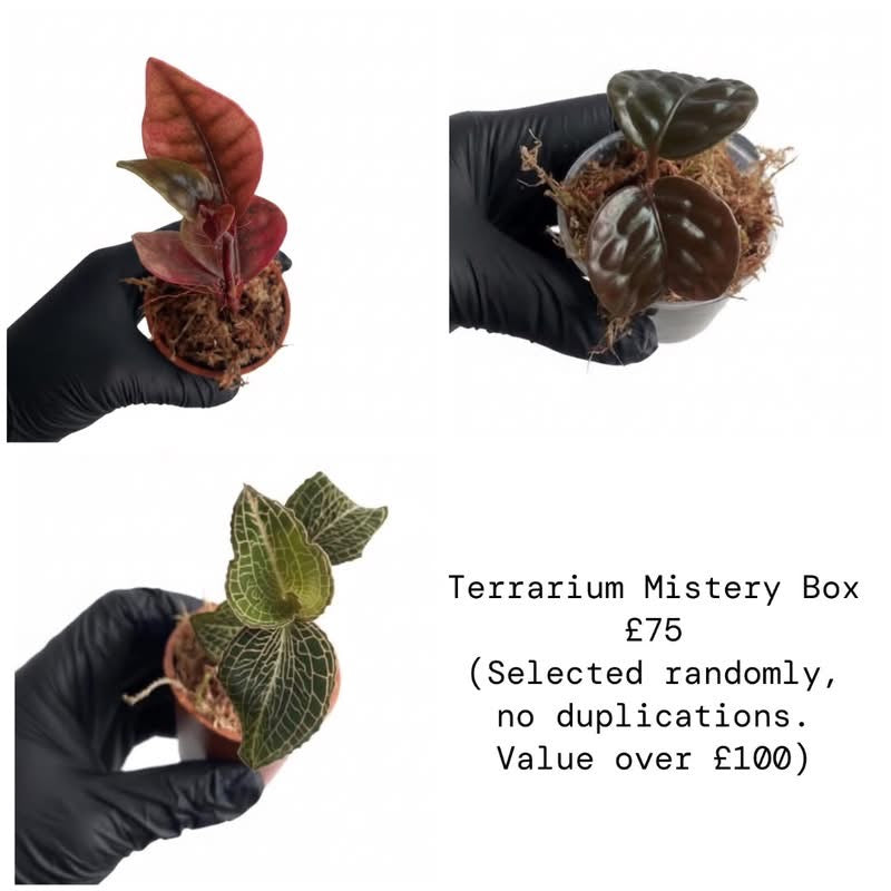 Terrarium Mystery Box