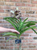 Vanda Sunanda Ocelot Sangria