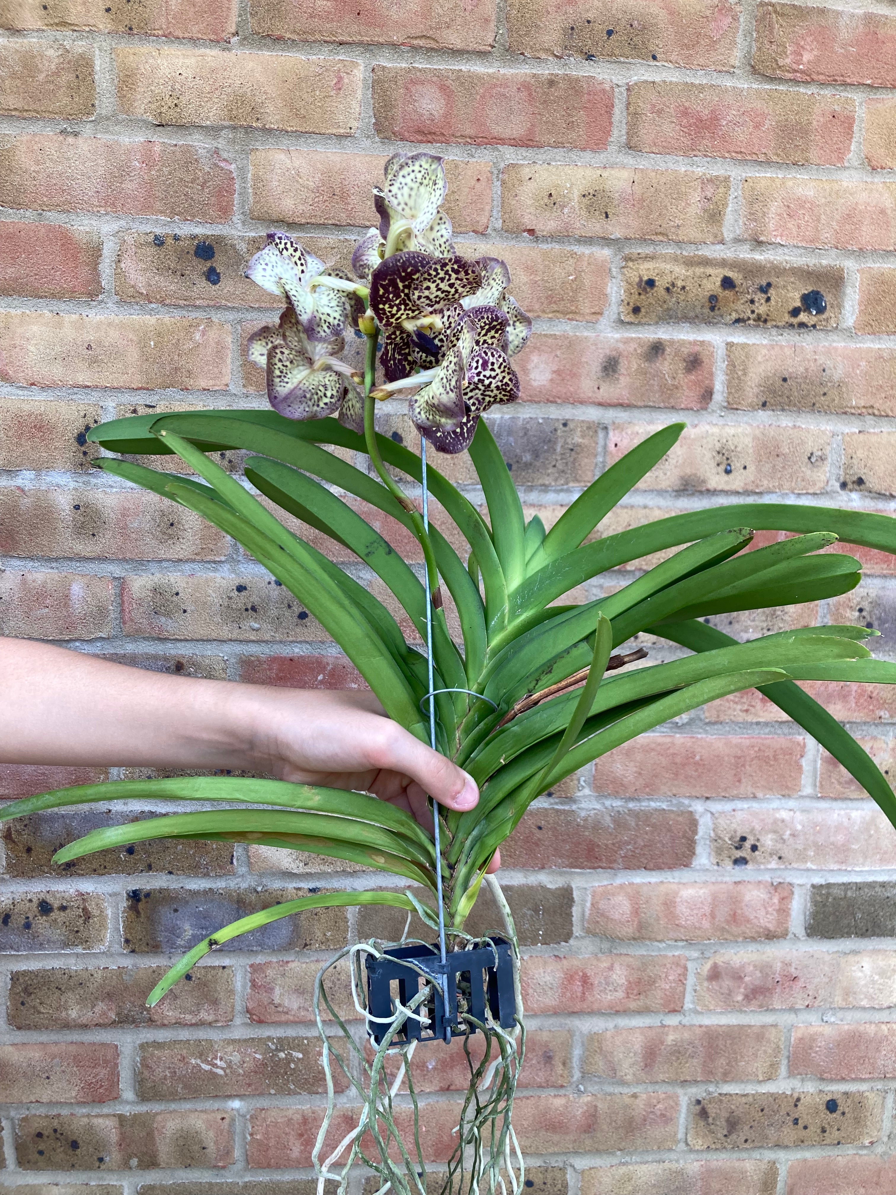Vanda Sunanda Ocelot Sangria