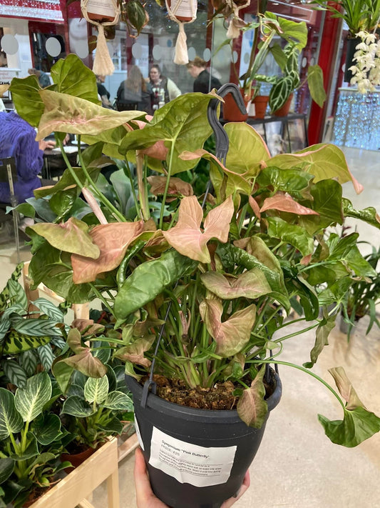 Syngonium pink butterfly