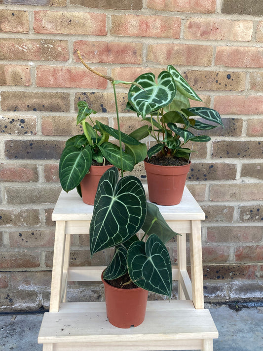 Anthurium Bundle