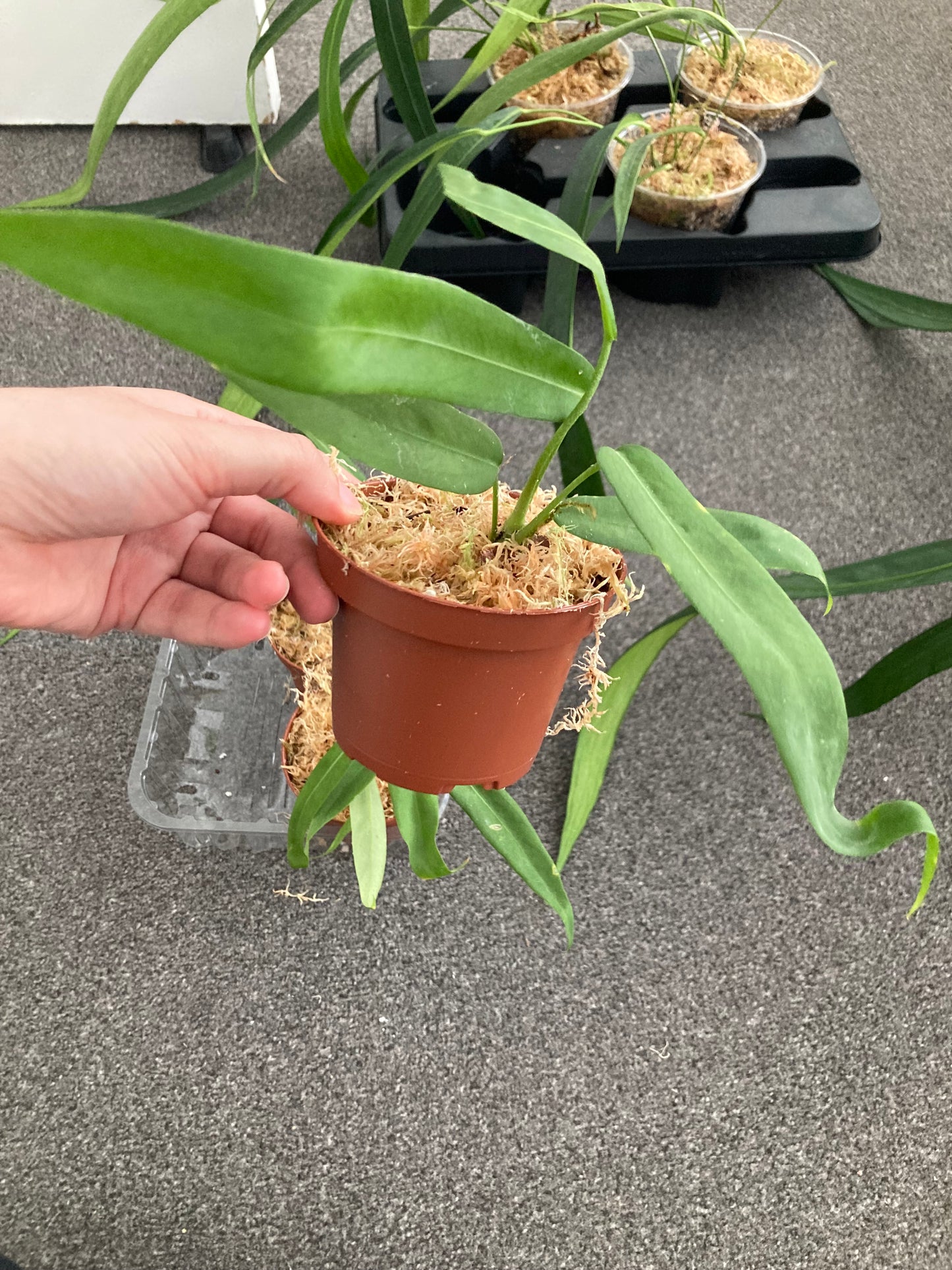Anthurium Pallidiflorum - PRE ORDER-