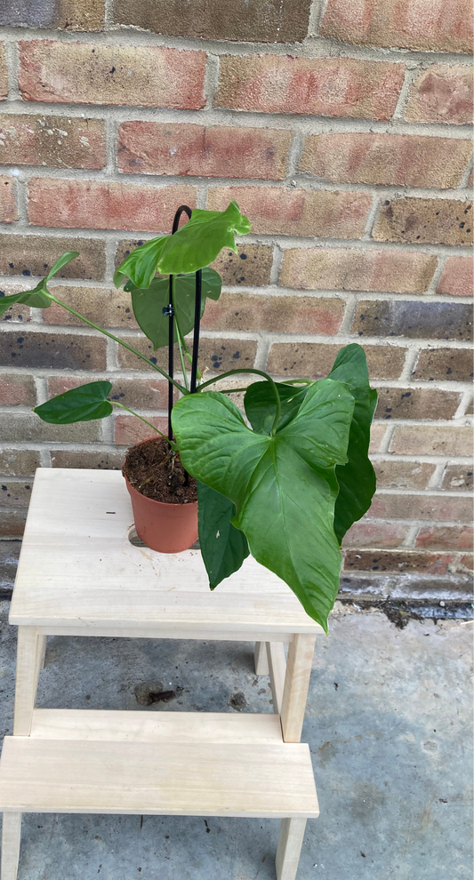 Anthurium Balaoanum