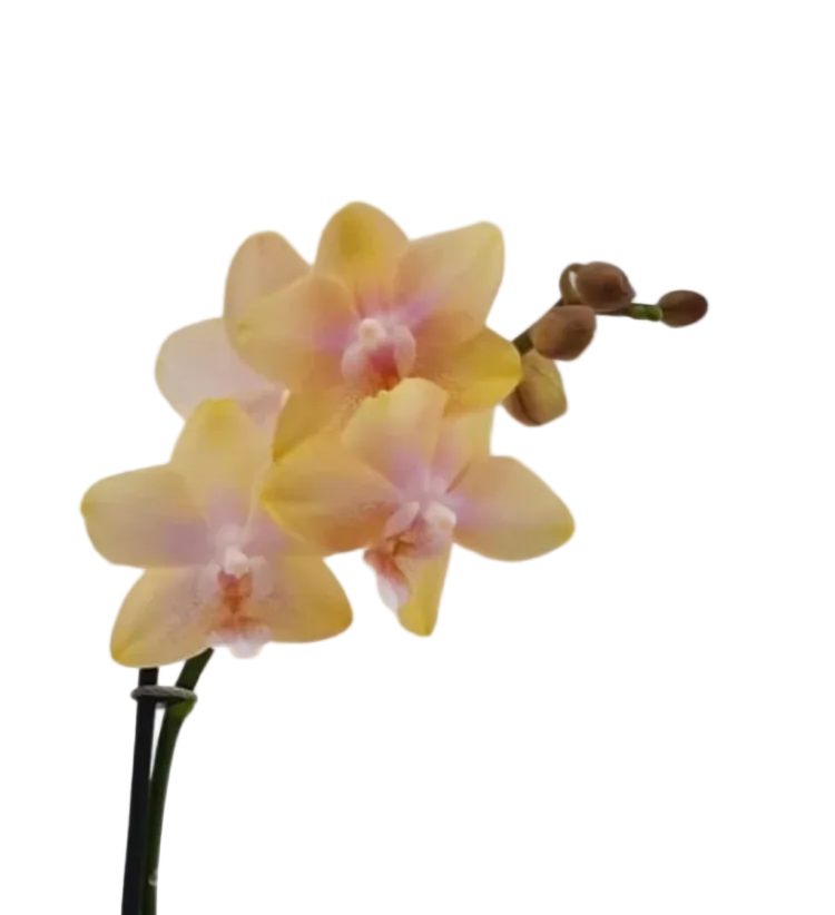 Phalaenopsis mf Bolgheri Lemon (scented)
