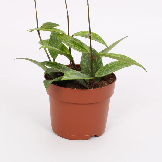 Hoya Ragsan