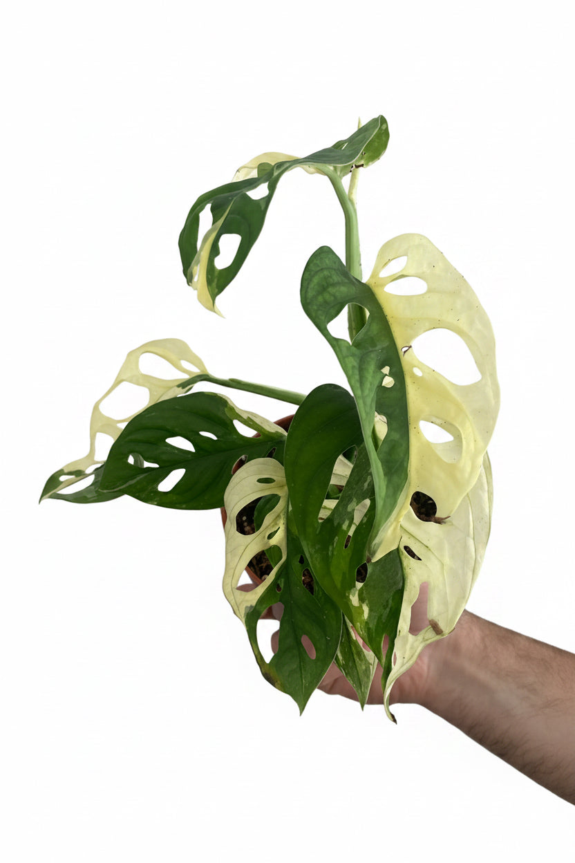Monstera Adansonii Variegated