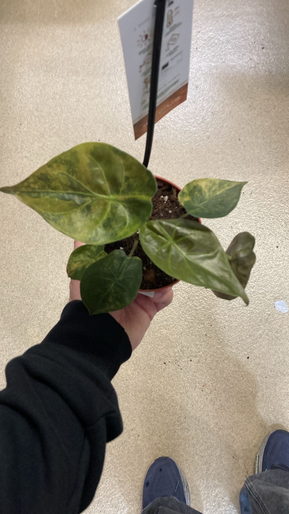 Alocasia Wentii Aurea