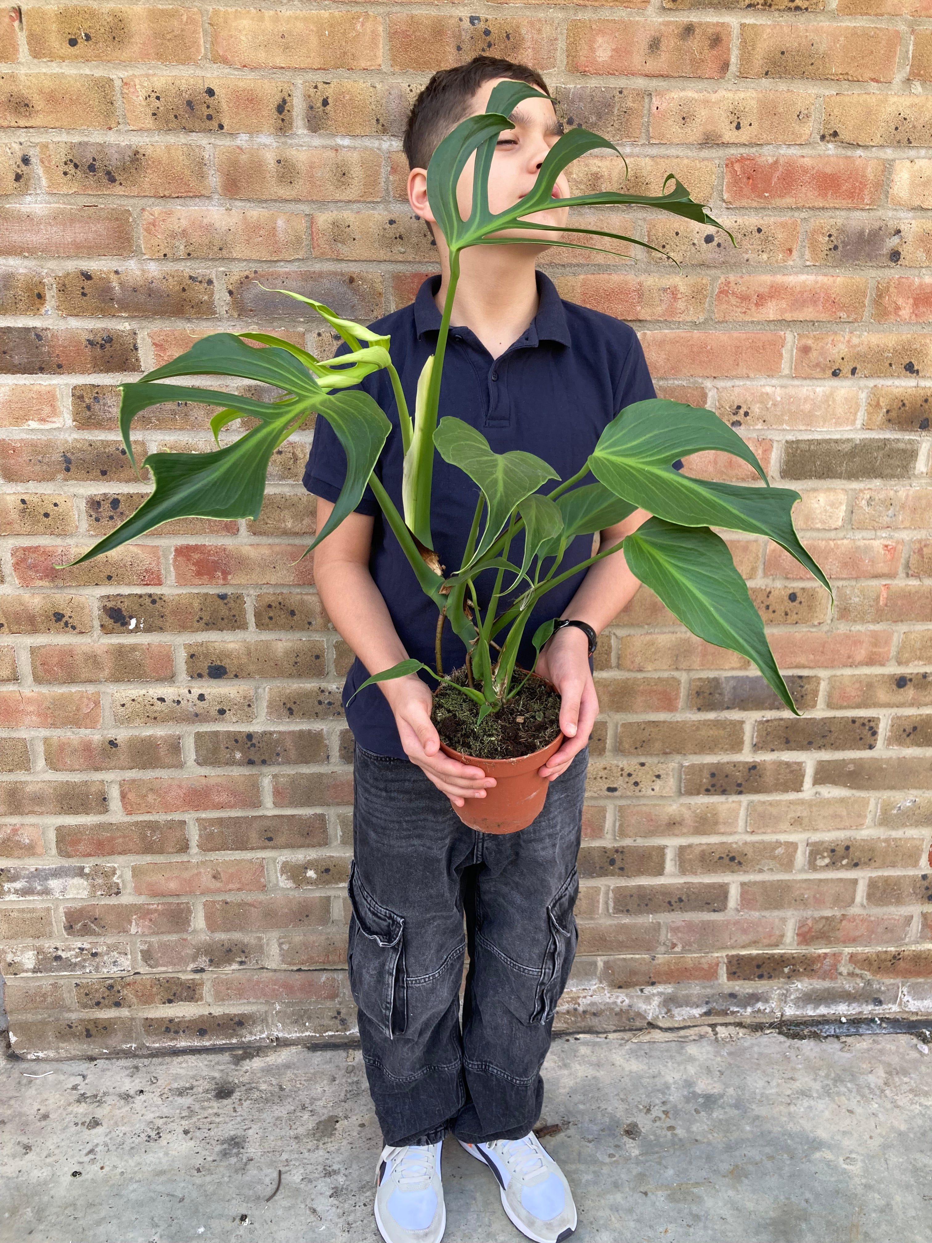 Monstera Burle Marx Flame