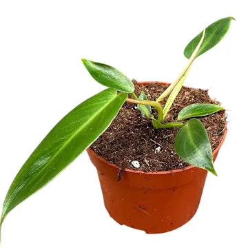 Philodendron Spiritus Sancti