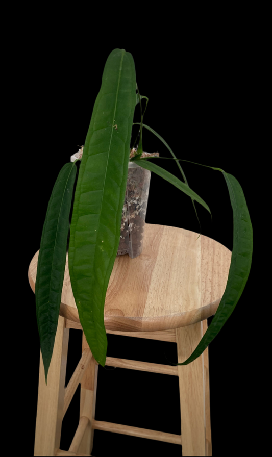 Anthurium Lutheri
