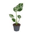 Monstera Bulbasaur
