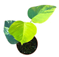 Monstera Aurea