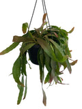 Pseudorhipsalis ramulosa 'Red Coral'