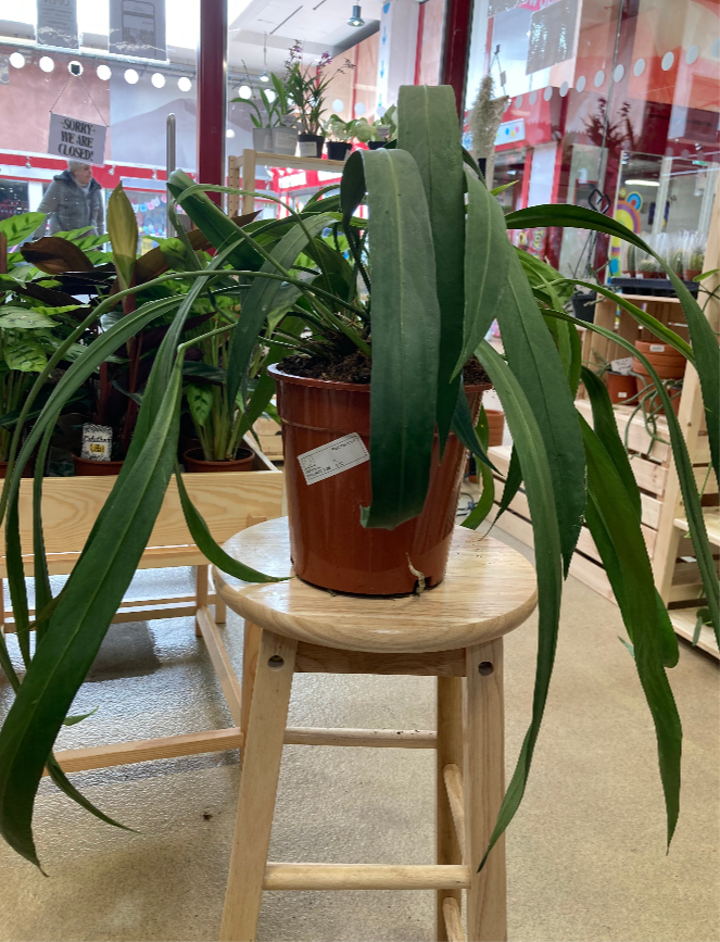 Anthurium Vittariflorum