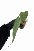 Anthurium sp. Limon