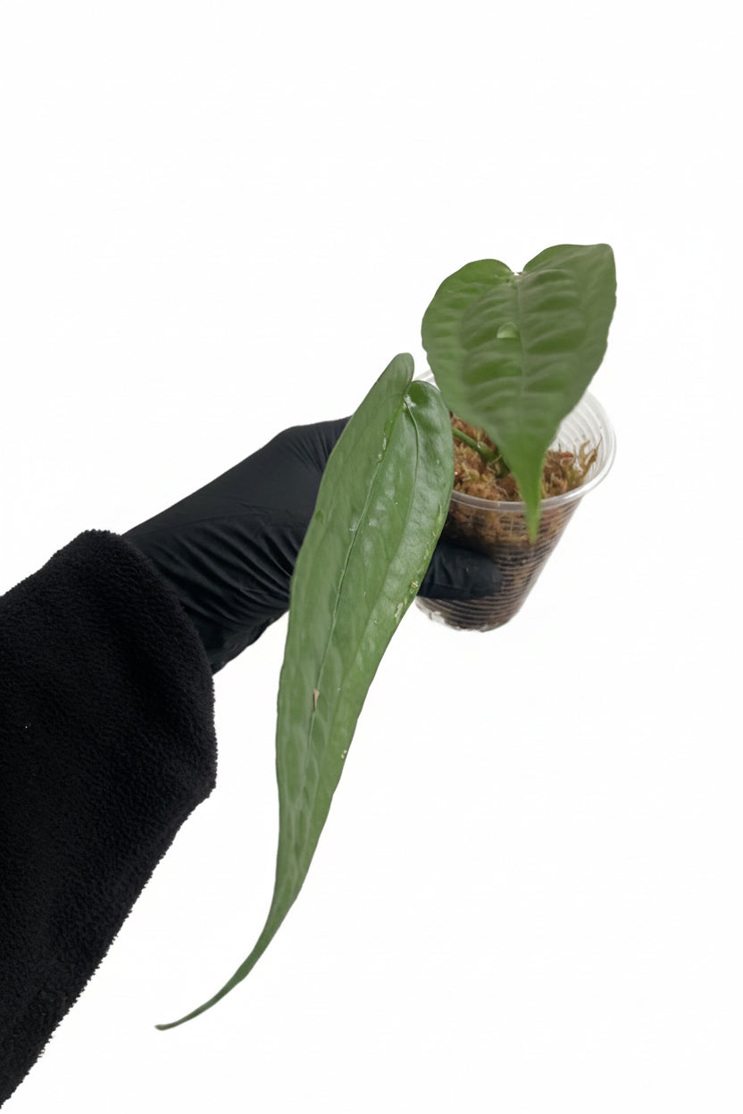 Anthurium sp. Limon