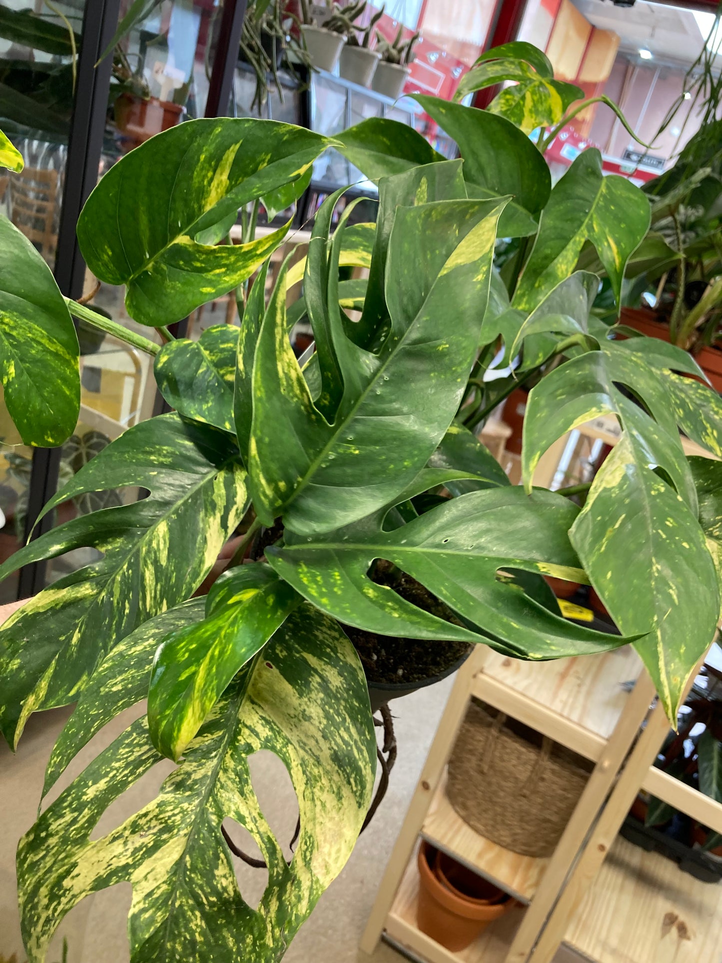 Epipremnum Pinnatum Cintho Goldfinger