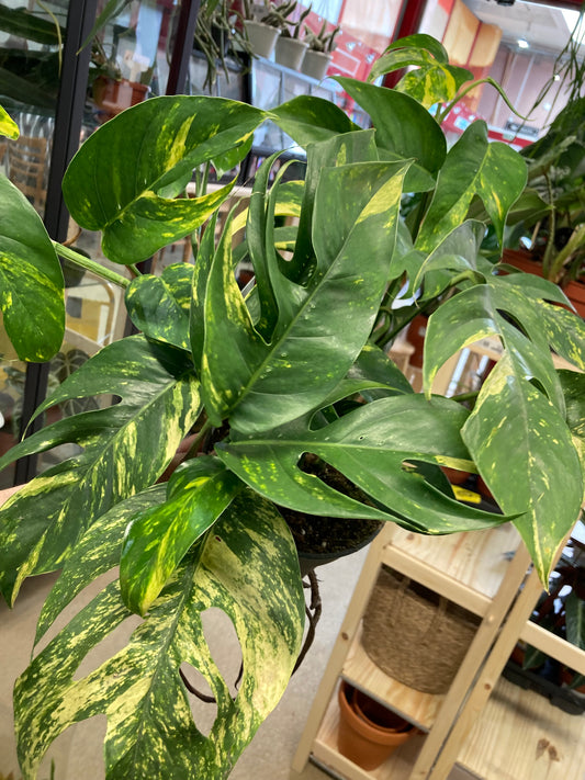 Epipremnum Pinnatum Cintho Goldfinger