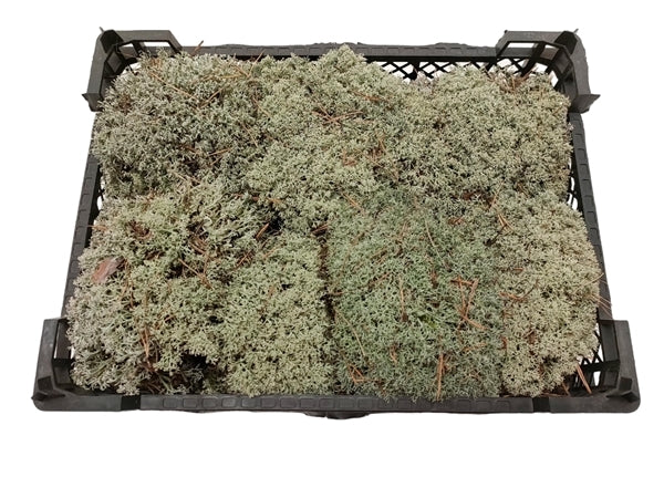 Bryum argenteum (Silver Moss)
