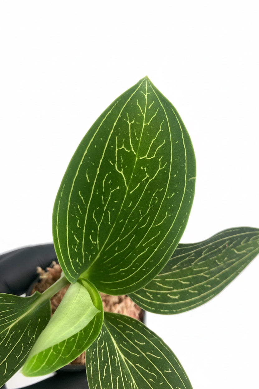 Ludisia Discolor Var. Alba