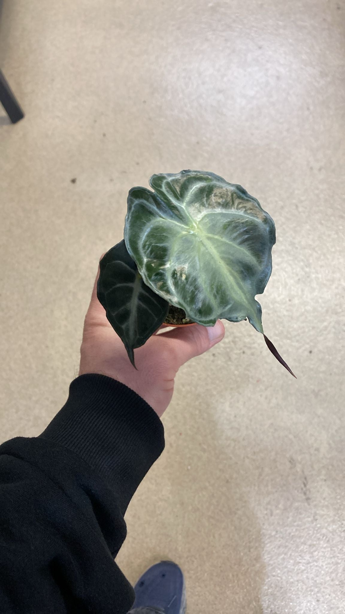 Alocasia Venom