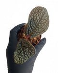 Labisia sp Snake Skin