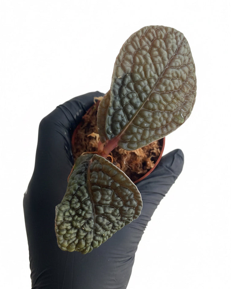 Labisia sp Snake Skin