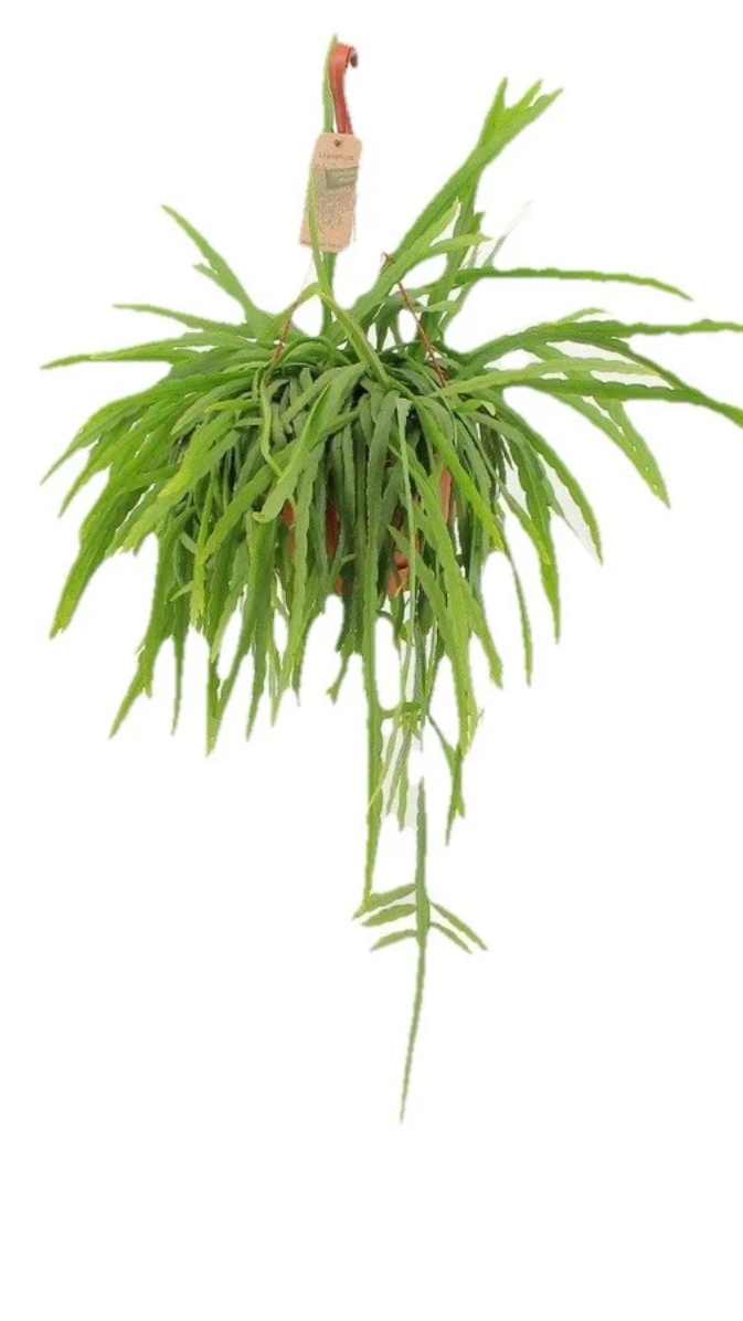 Lepismium Bolivianum
