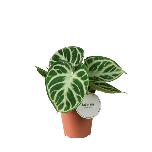 Anthurium ‘Silver Blush ‘