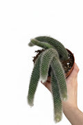 Monkey Tail cactus