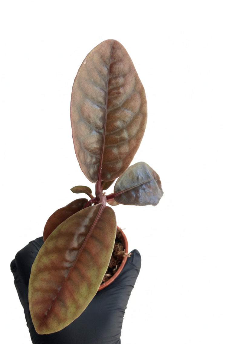 Labisia sp Dino
